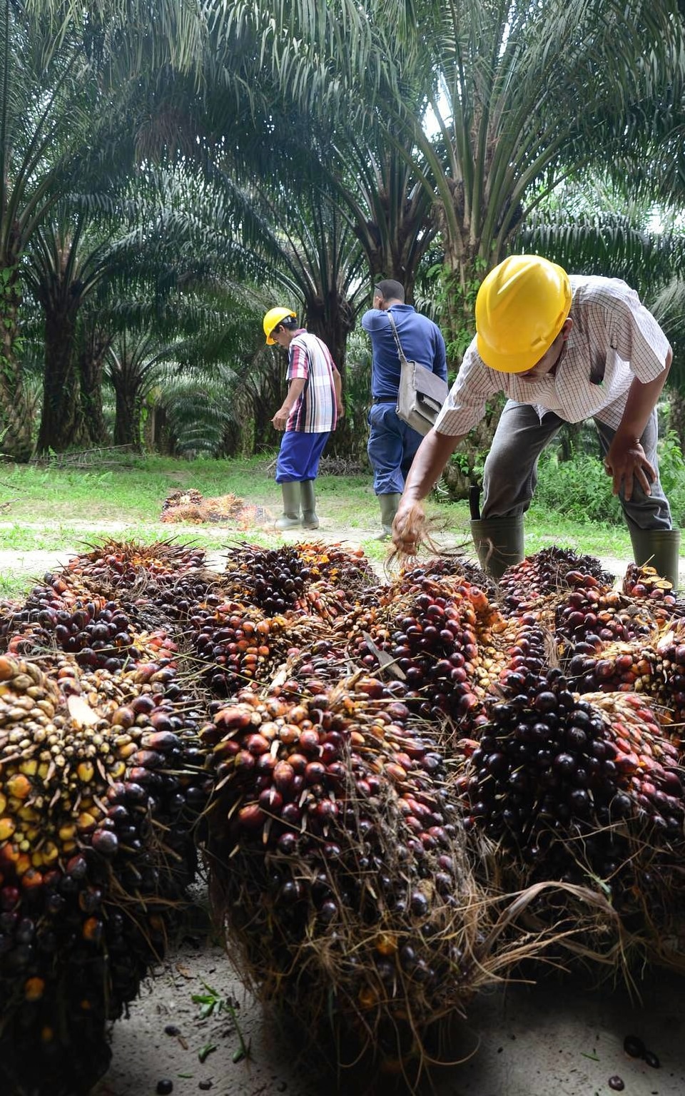 Malaysia palm market